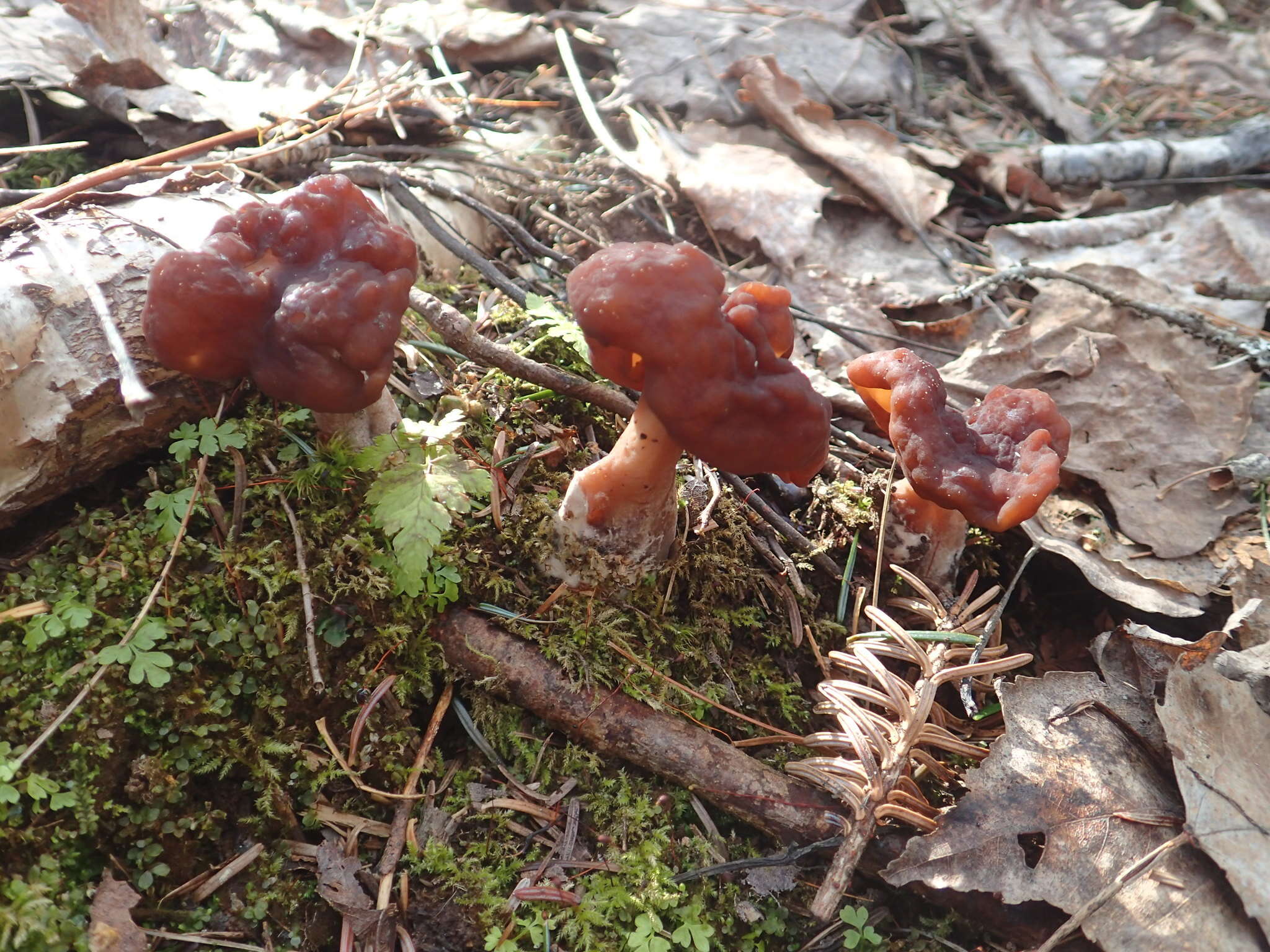 Imagem de Gyromitra esculenta (Pers.) Fr. 1849