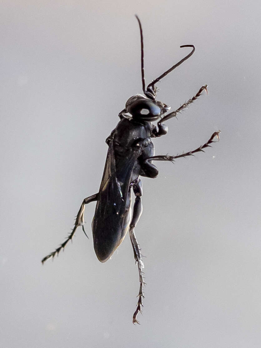 Image of Crabronid wasp