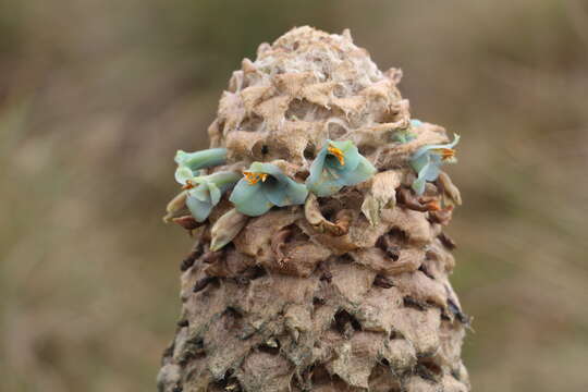 Image de Puya trianae Baker