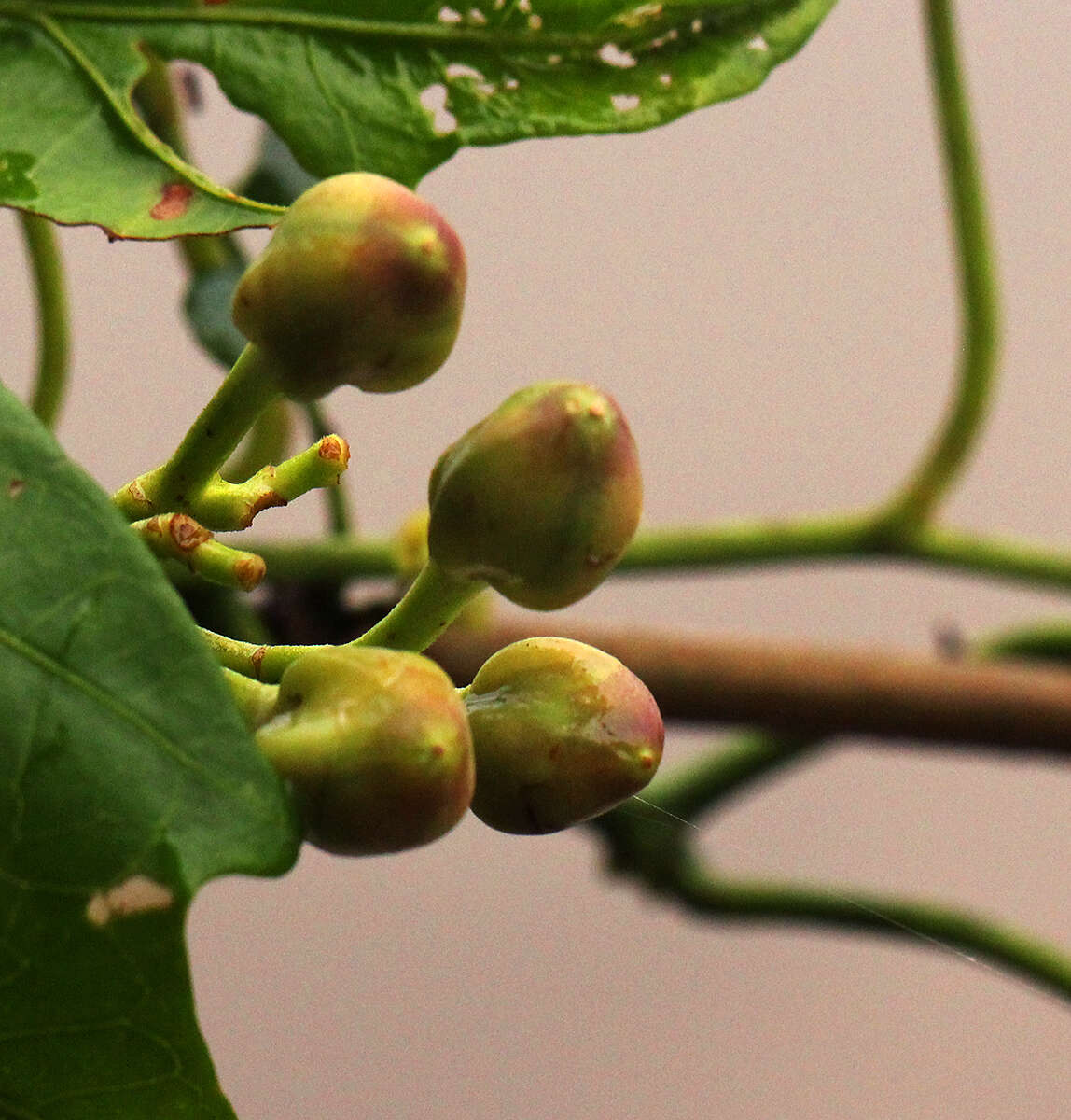 Sivun Ipomoea mauritiana Jacquin kuva