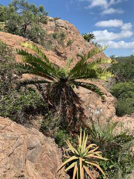 Image of Jozini Cycad