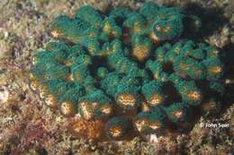 Image of Pocillopora aliciae Schmidt-Roach, Miller & Andreakis 2013