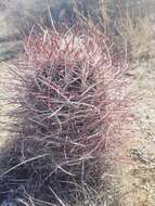 Image de Sclerocactus polyancistrus (Engelm. & J. M. Bigelow) Britton & Rose