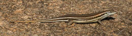 Image of African Five-lined Skink