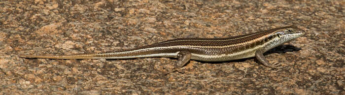 Image of African Five-lined Skink