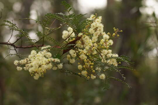 Image of Acacia terminalis (Salisb.) J. F. Macbr.