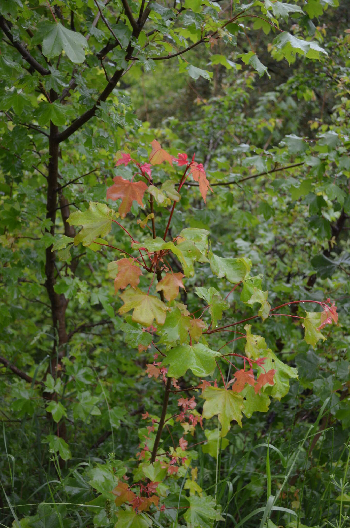 Image of Acer platanoides subsp. turkestanicum (Pax) P. C. de Jong
