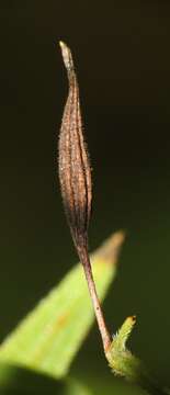 Image of Rhopalomyia pedicellata Felt 1908