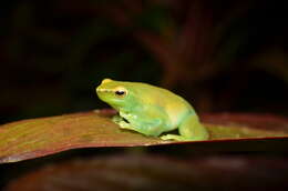 Image of Orinoco lime treefrog