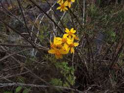 Image of Coreopsis petrophila A. Gray