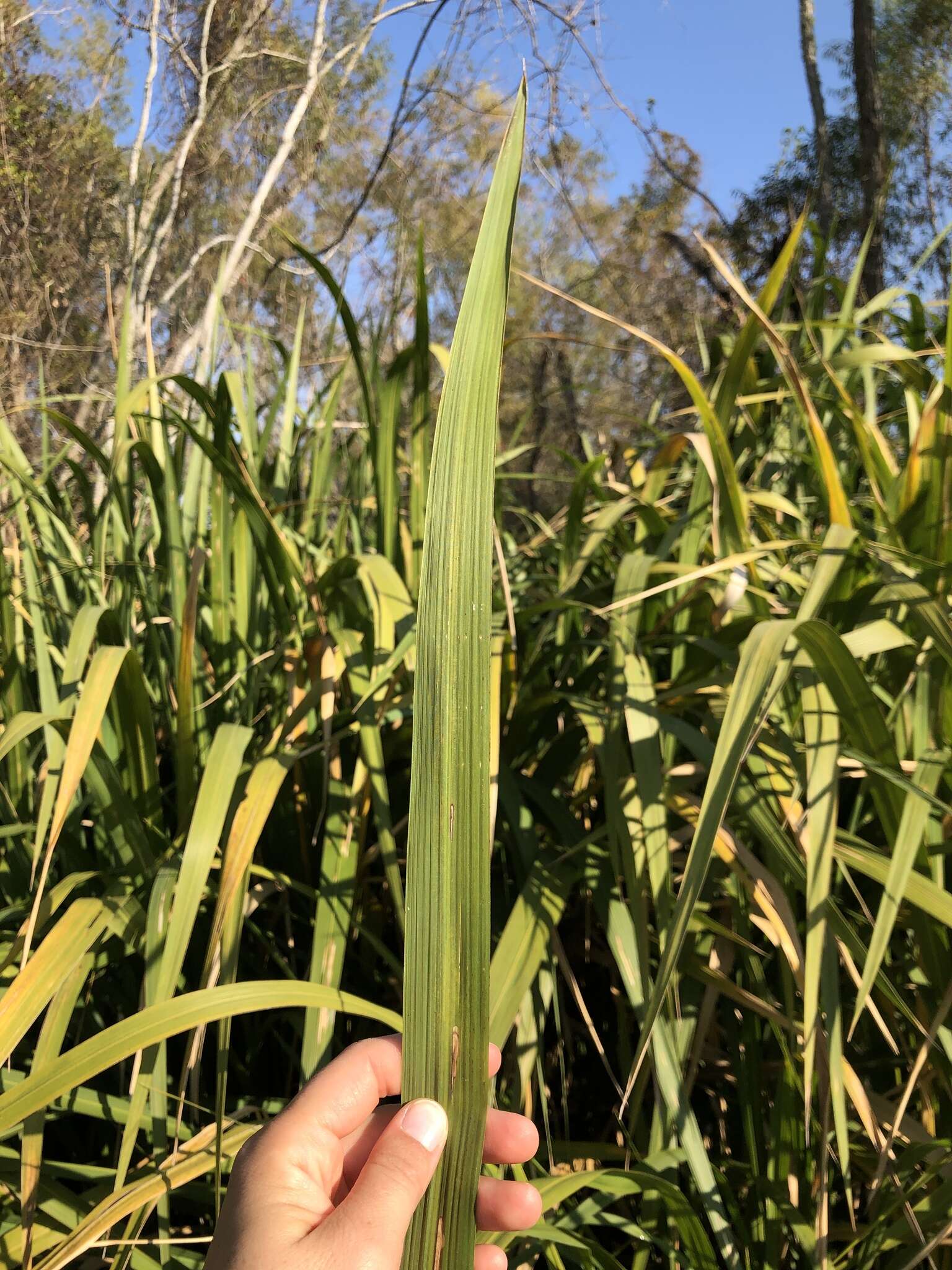 Image of giant cutgrass