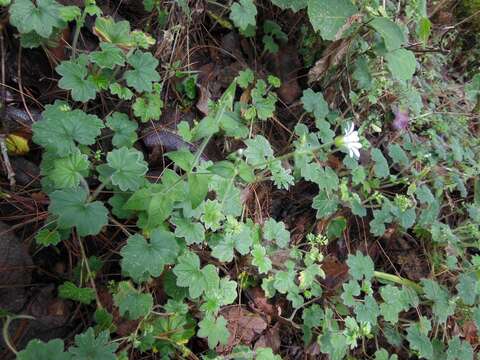 Image of Lachemilla pectinata (Kunth) Rothm.