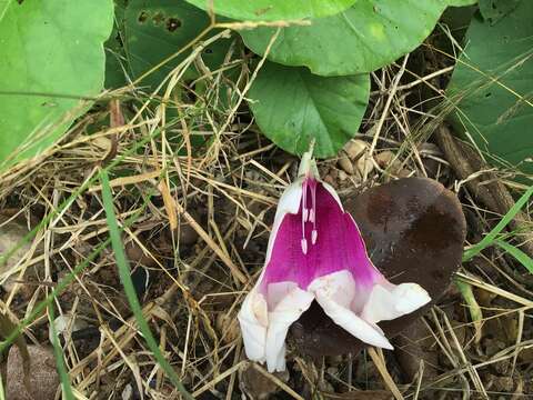 Слика од Ipomoea campanulata L.