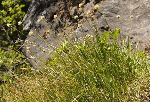 Plancia ëd Calliscirpus criniger (A. Gray) C. N. Gilmour, J. R. Starr & Naczi