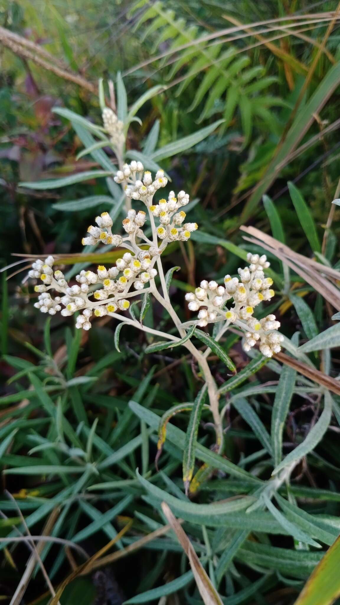 Image of Anaphalis longifolia (BI.) DC.