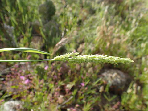 Image of Lemmon's canarygrass