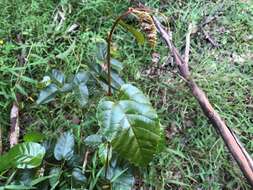 Image of kangaroo vine