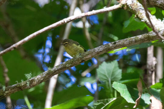 Image of Yellow-winged Vireo