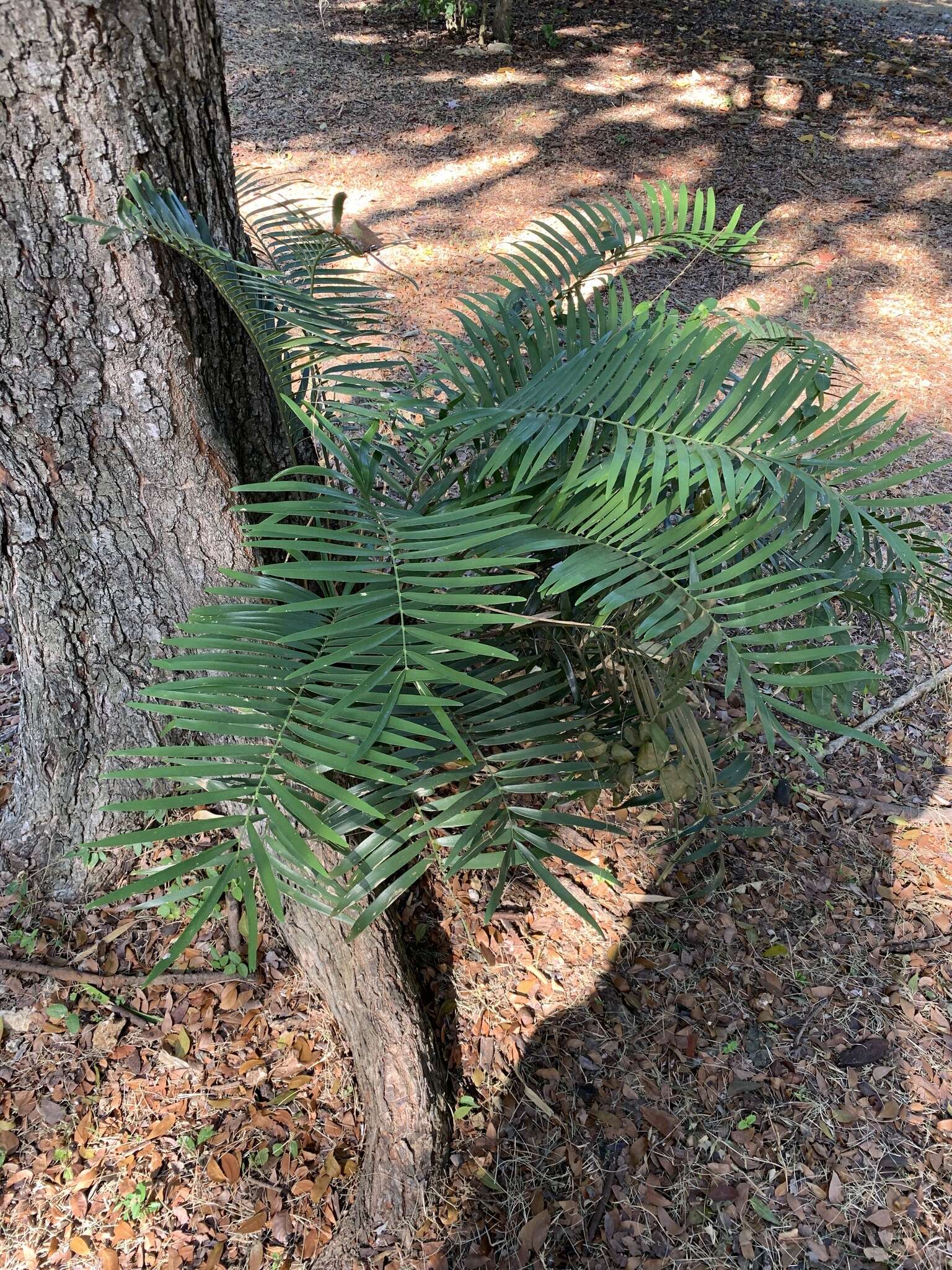 Image of coontie