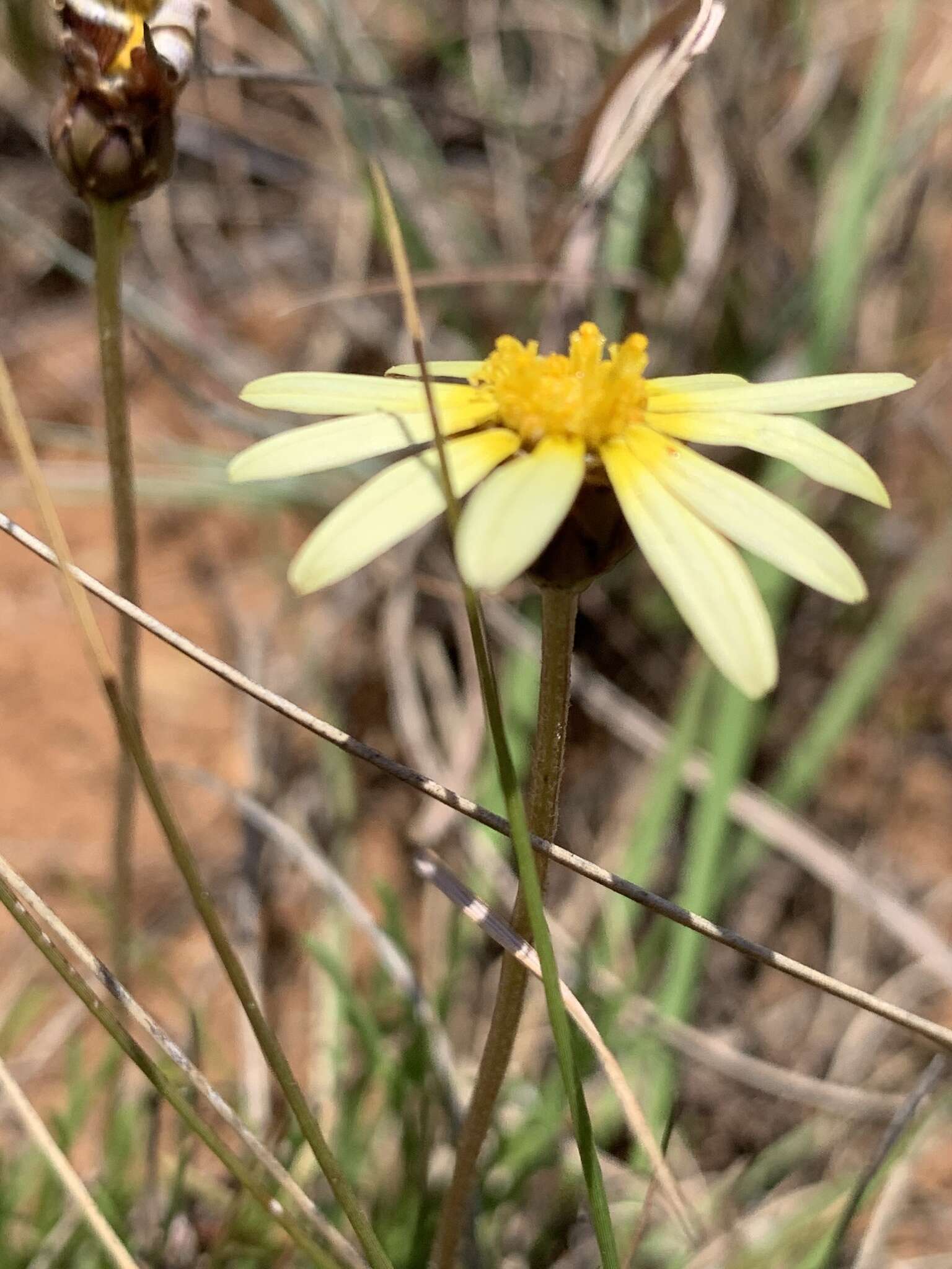 Image of Ursinia tenuiloba DC.