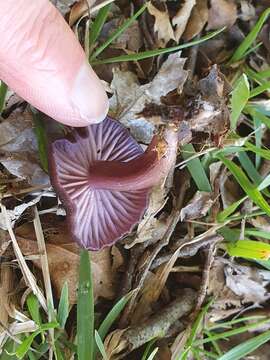 Laccaria violaceonigra G. Stev. 1964 resmi