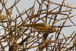 Image of Green-backed Eremomela