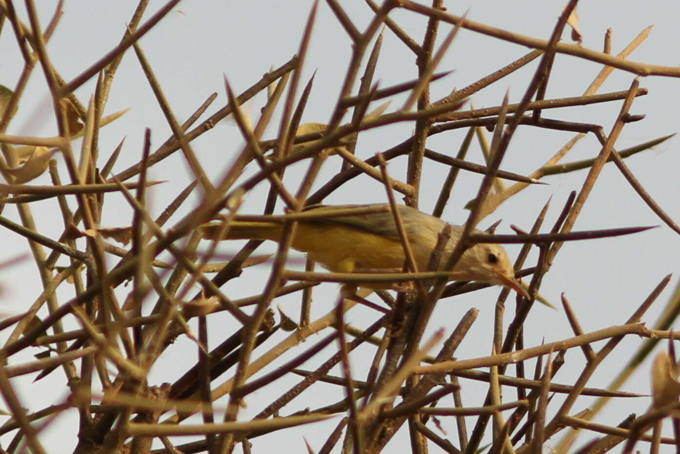 Image of Green-backed Eremomela