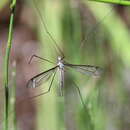 Image of Tipula (Yamatotipula) caesia Schummel 1833