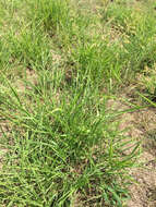 Image of Johnson grass