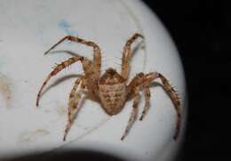 Imagem de Pararaneus cyrtoscapus (Pocock 1898)