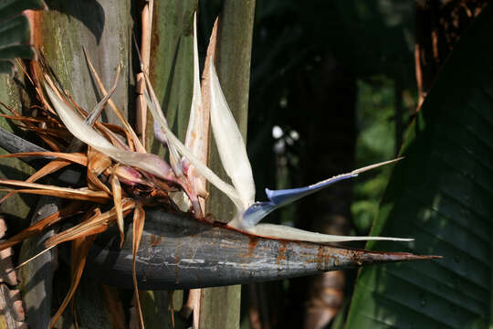 Image of Natal wild banana