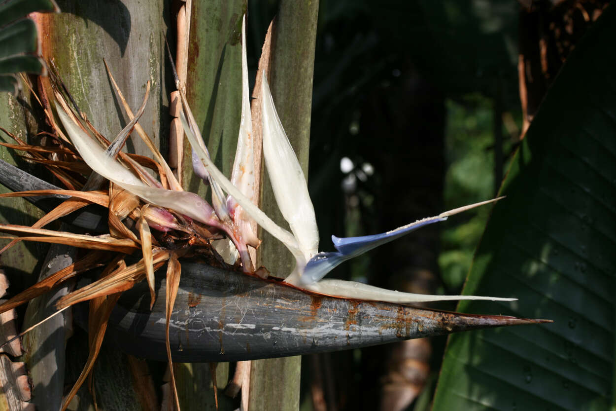 Image of Natal wild banana