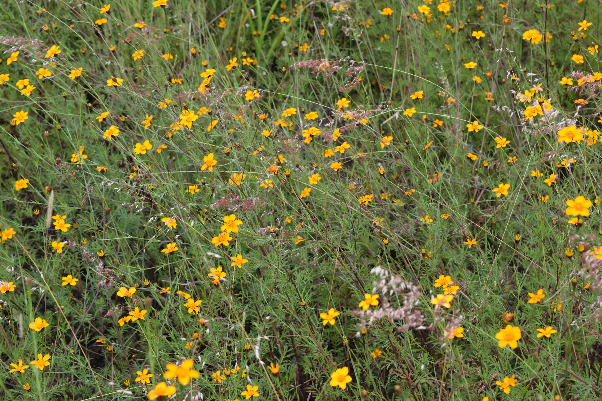 Imagem de Dyssodia tagetiflora Lag.