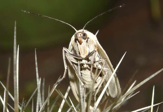 Image of Biturix rectilinea Burmeister 1878