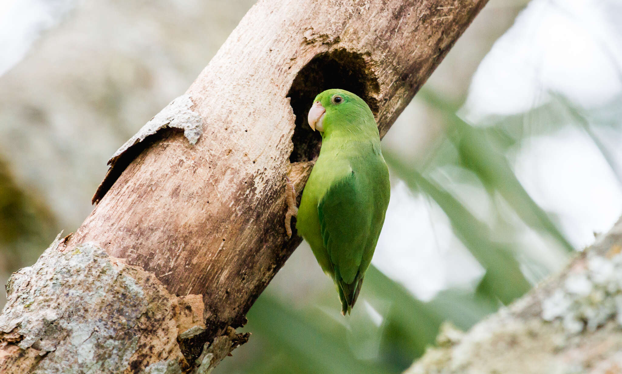 صورة Forpus conspicillatus caucae (Chapman 1915)