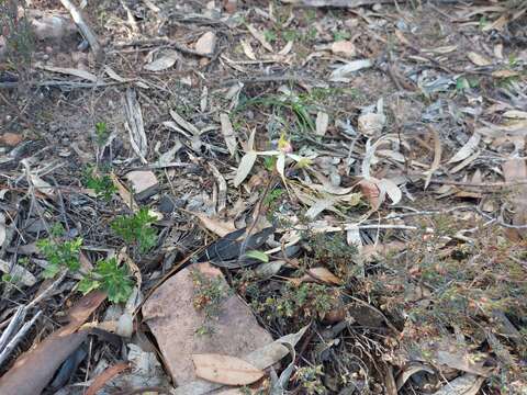 Image of Caladenia flindersica (D. L. Jones) R. J. Bates