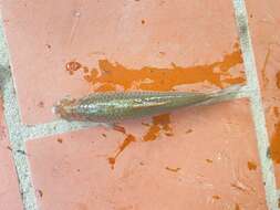 Image of Henicorhynchus