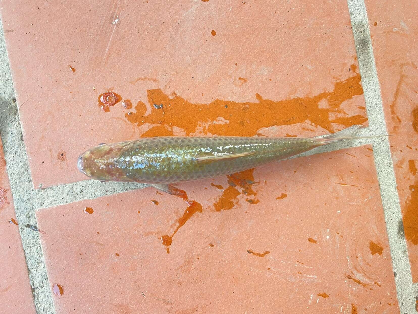 Image of Henicorhynchus