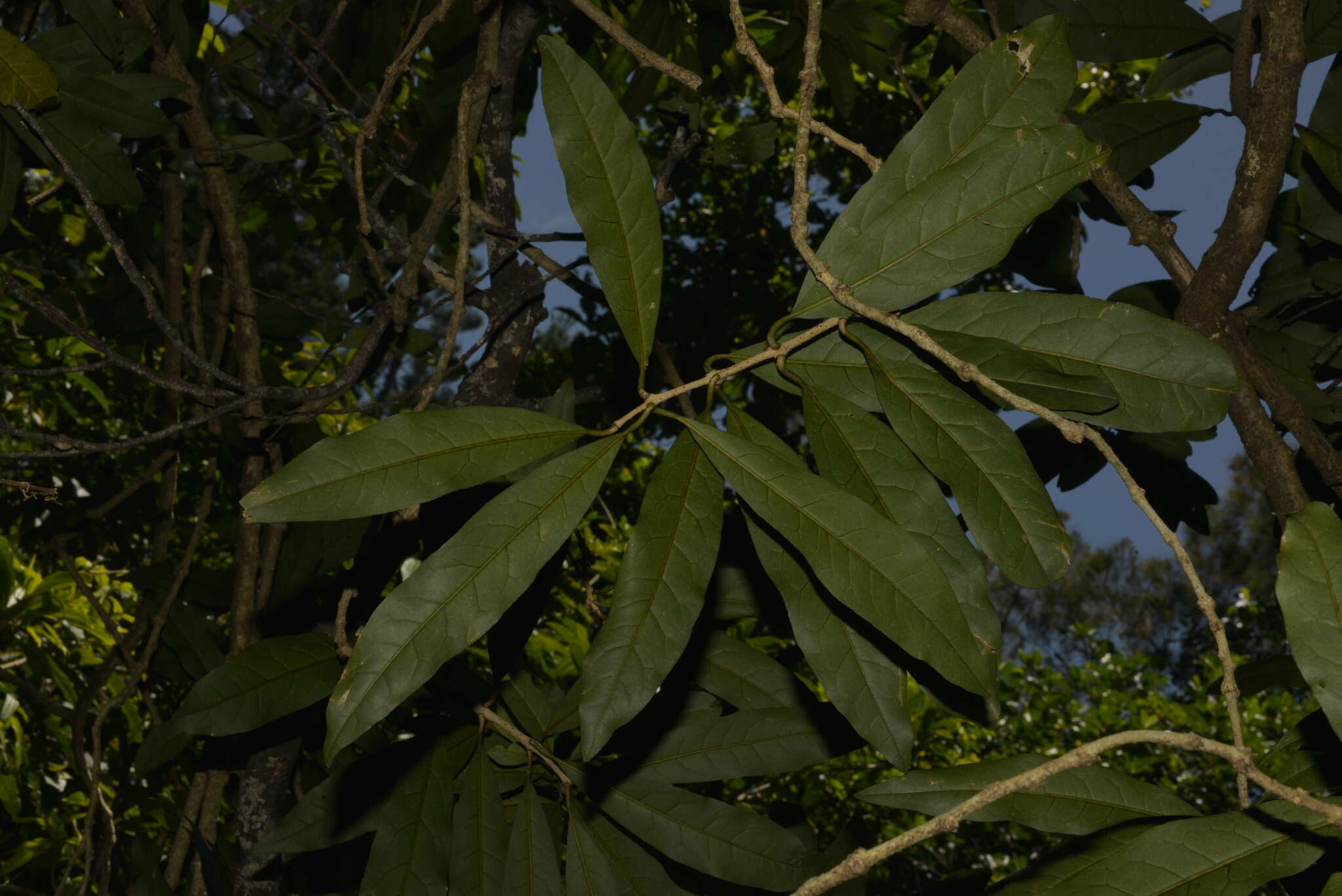 Image of Oxera sulfurea Dubard