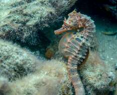 Image of Big-belly Seahorse