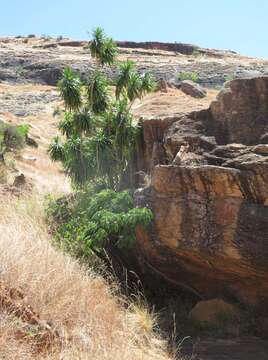 Image of Dracaena reflexa var. angustifolia Baker