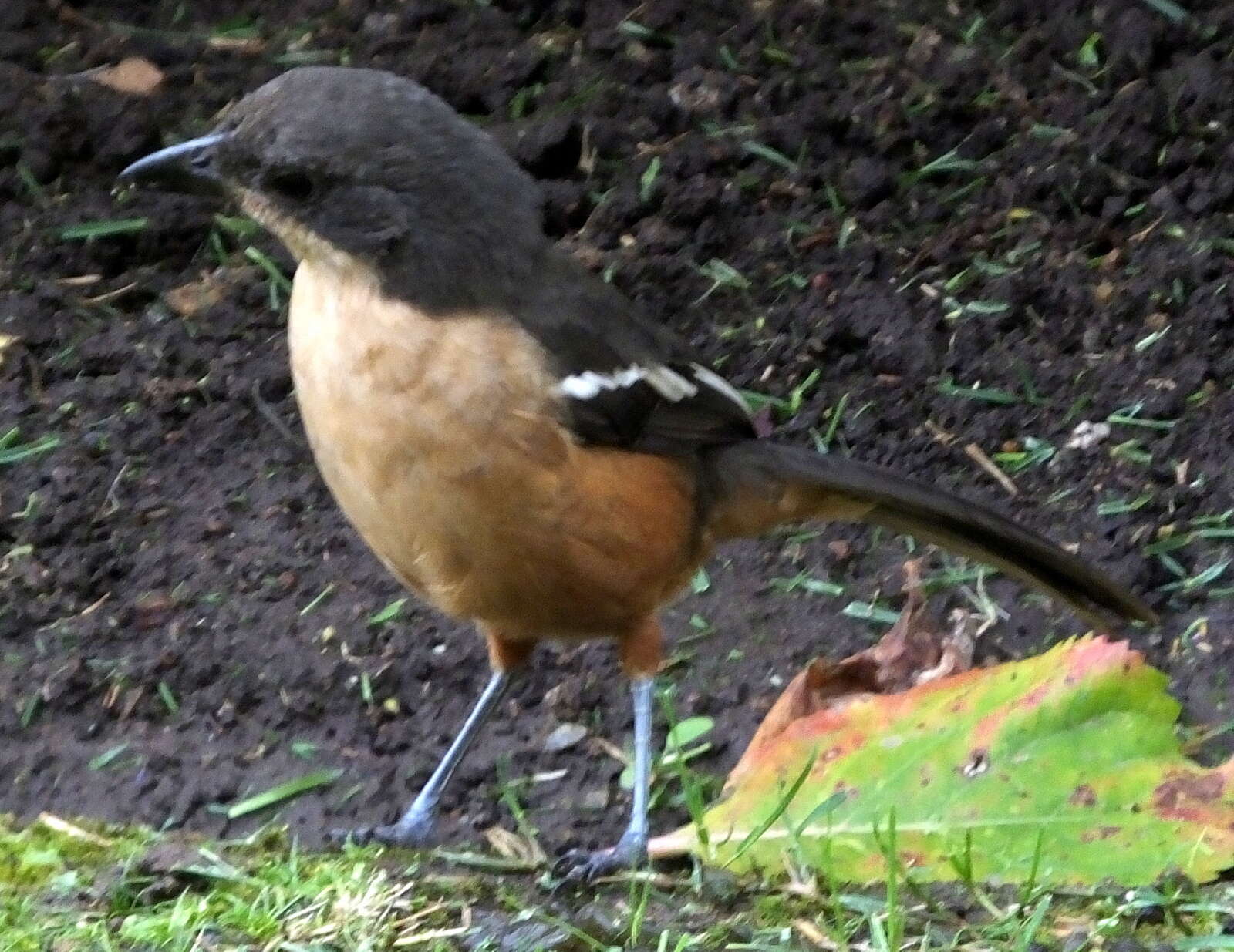 Image de Laniarius ferrugineus ferrugineus (Gmelin & JF 1788)