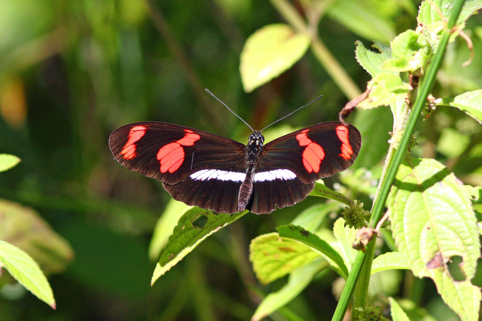 Image de Heliconius telesiphe Doubleday (1847)