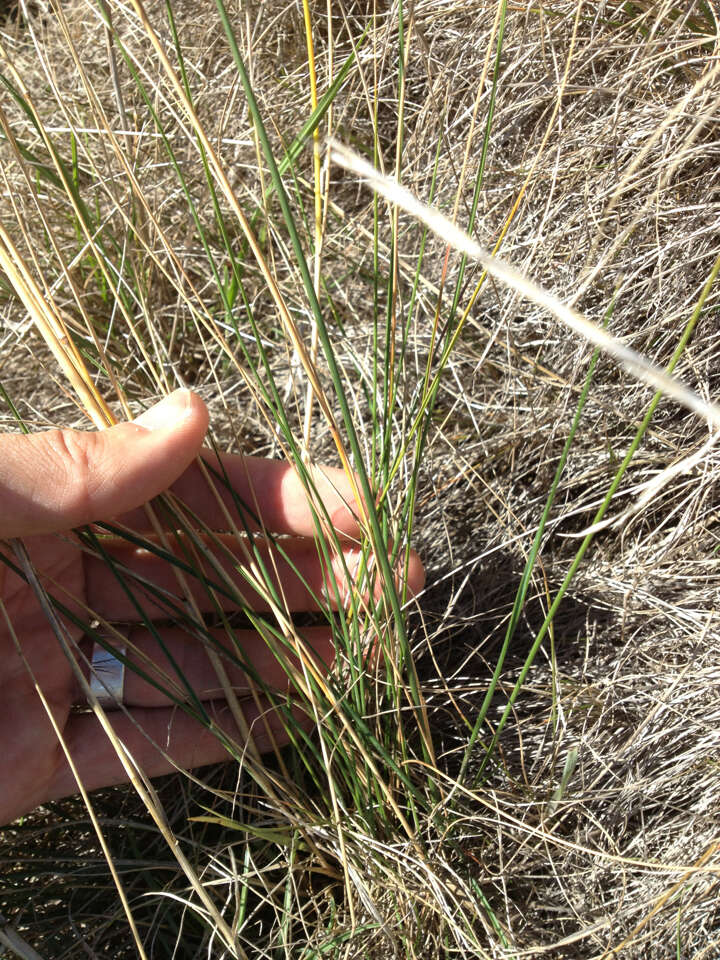 Image of Austrostipa bigeniculata (Hughes) S. W. L. Jacobs & J. Everett