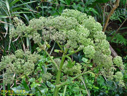 Image of Angelica hirsutiflora Liu, C. Y. Chao & Chuang