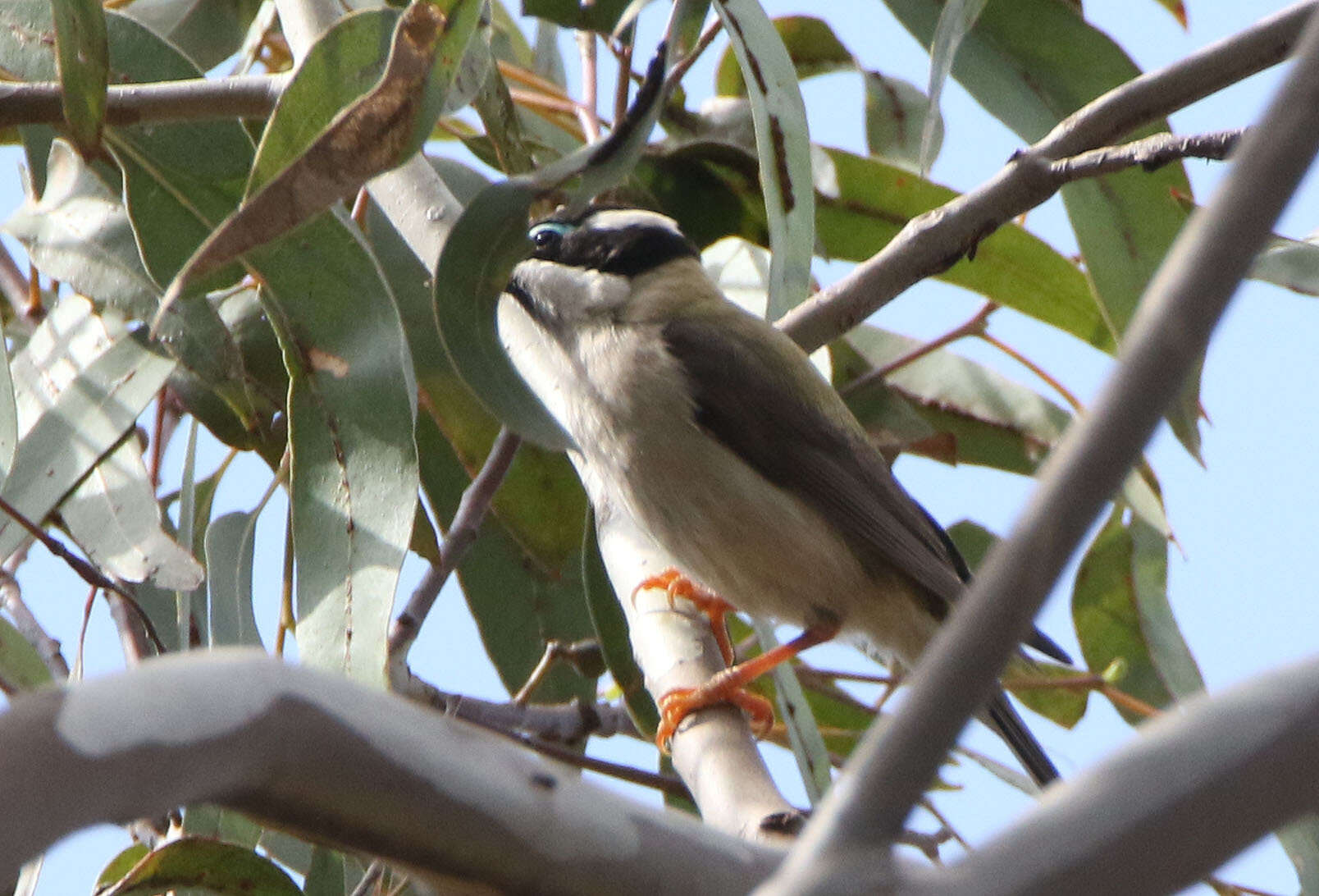 صورة Melithreptus gularis gularis (Gould 1837)