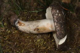 Image of Russula heterophylla (Fr.) Fr. 1838