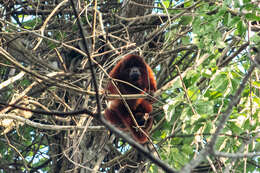 Image of Alouatta seniculus puruensis Lönnberg 1941