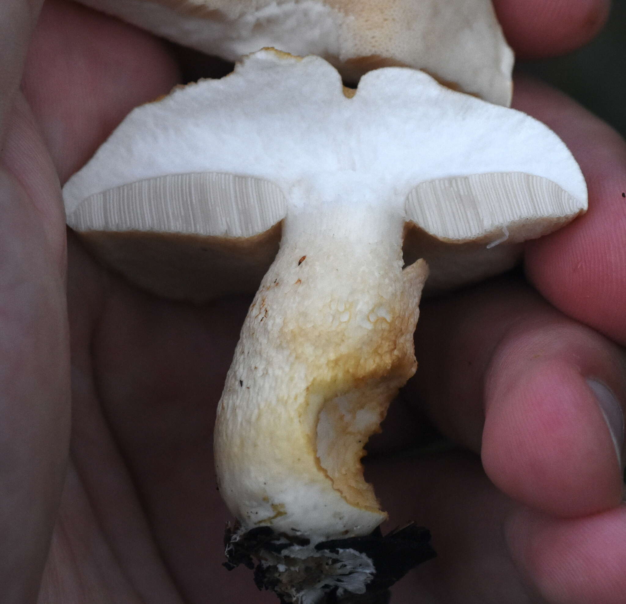 Image of Pale bitter bolete