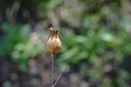 Image of Silene viridiflora L.